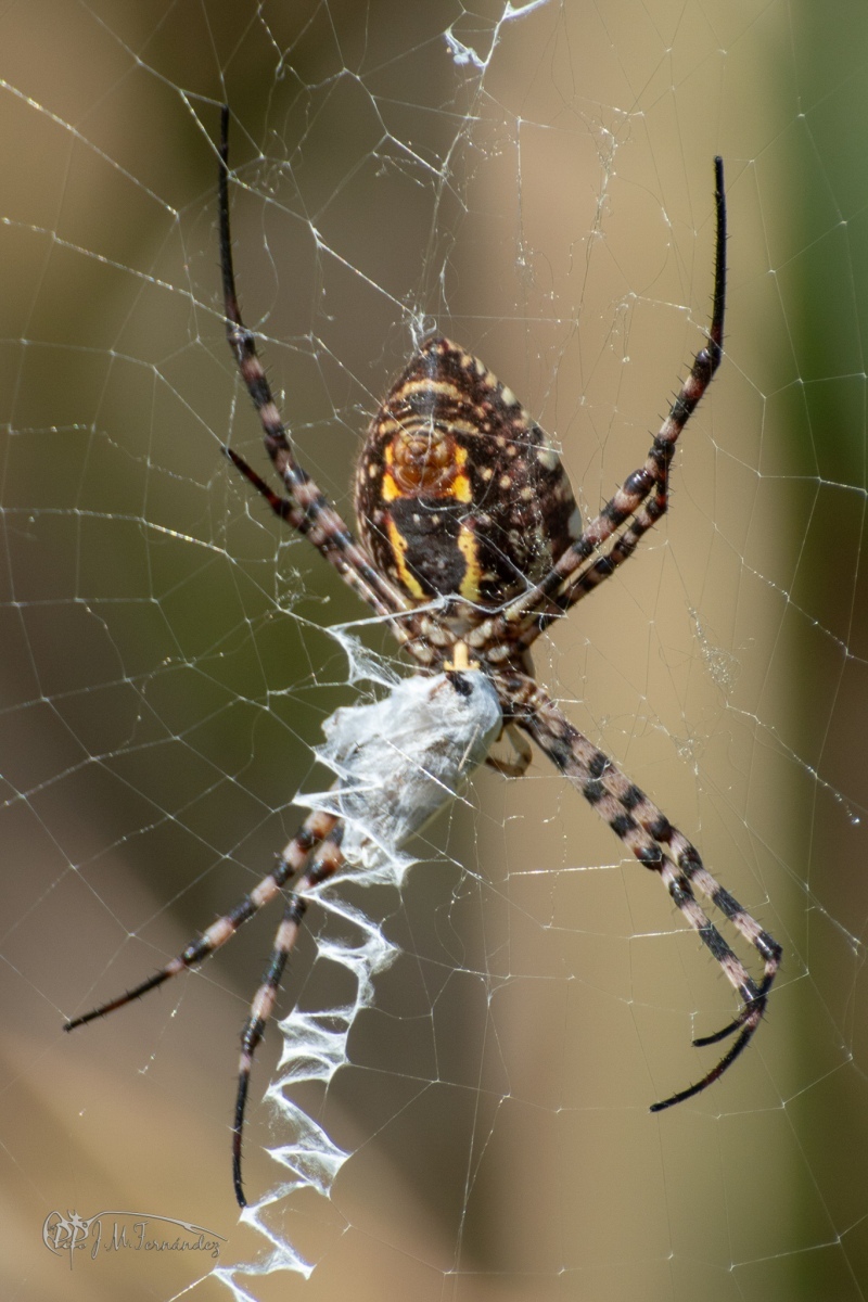 29987055407_863d755c42_or