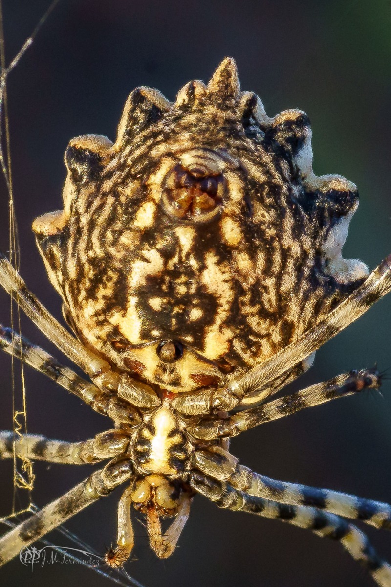 30172682847_f670e89900_or