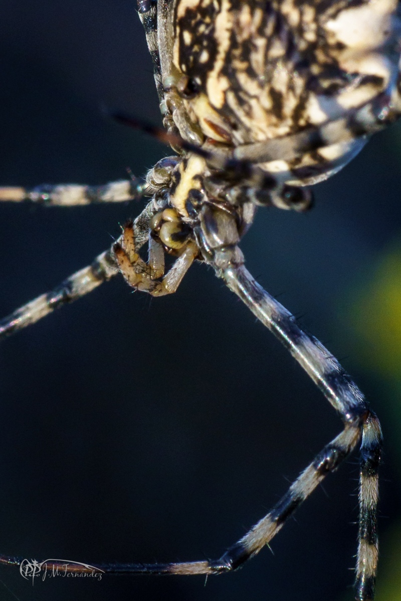 30172682947_fd7fab47e8_or