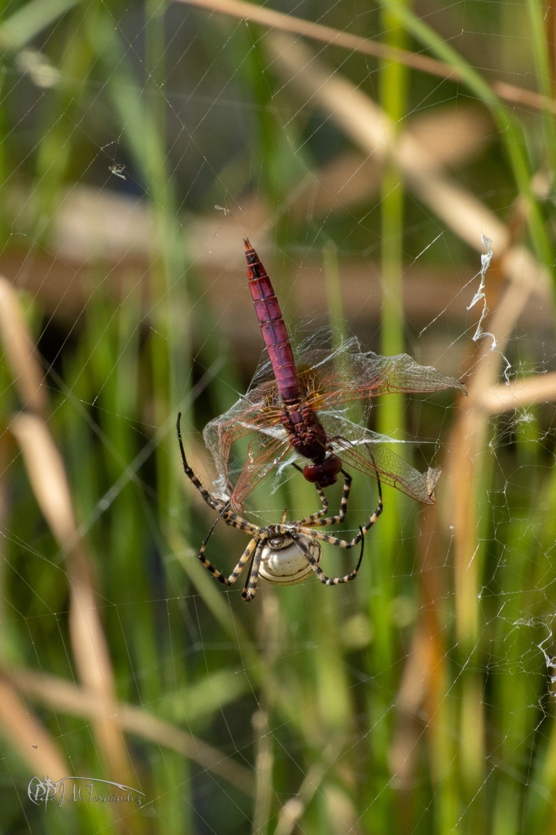 30216163537_d142a07b1c_or