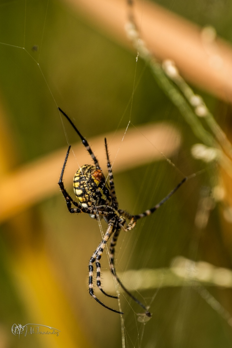 30947219278_150293a9f9_or