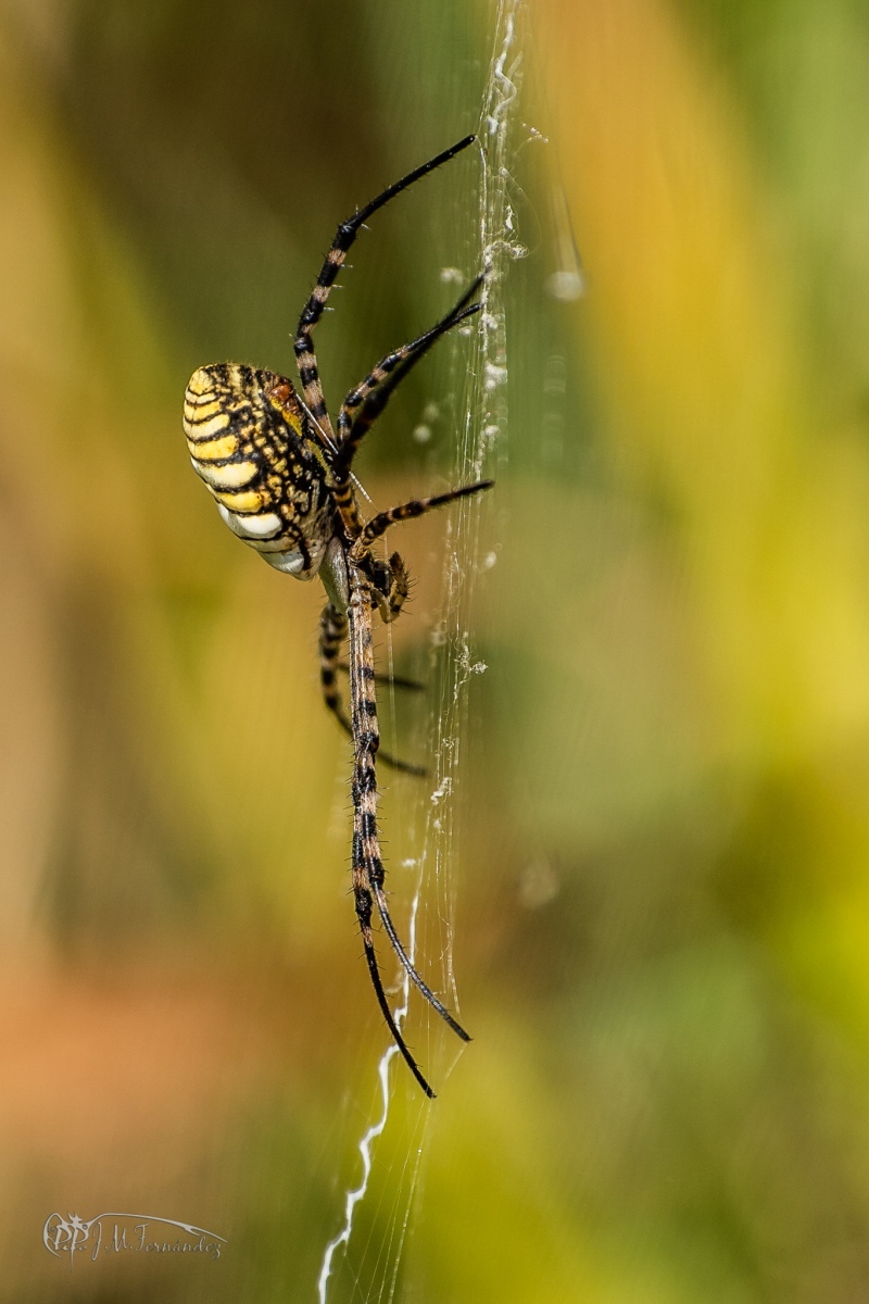 30947219528_88fb129cc5_or