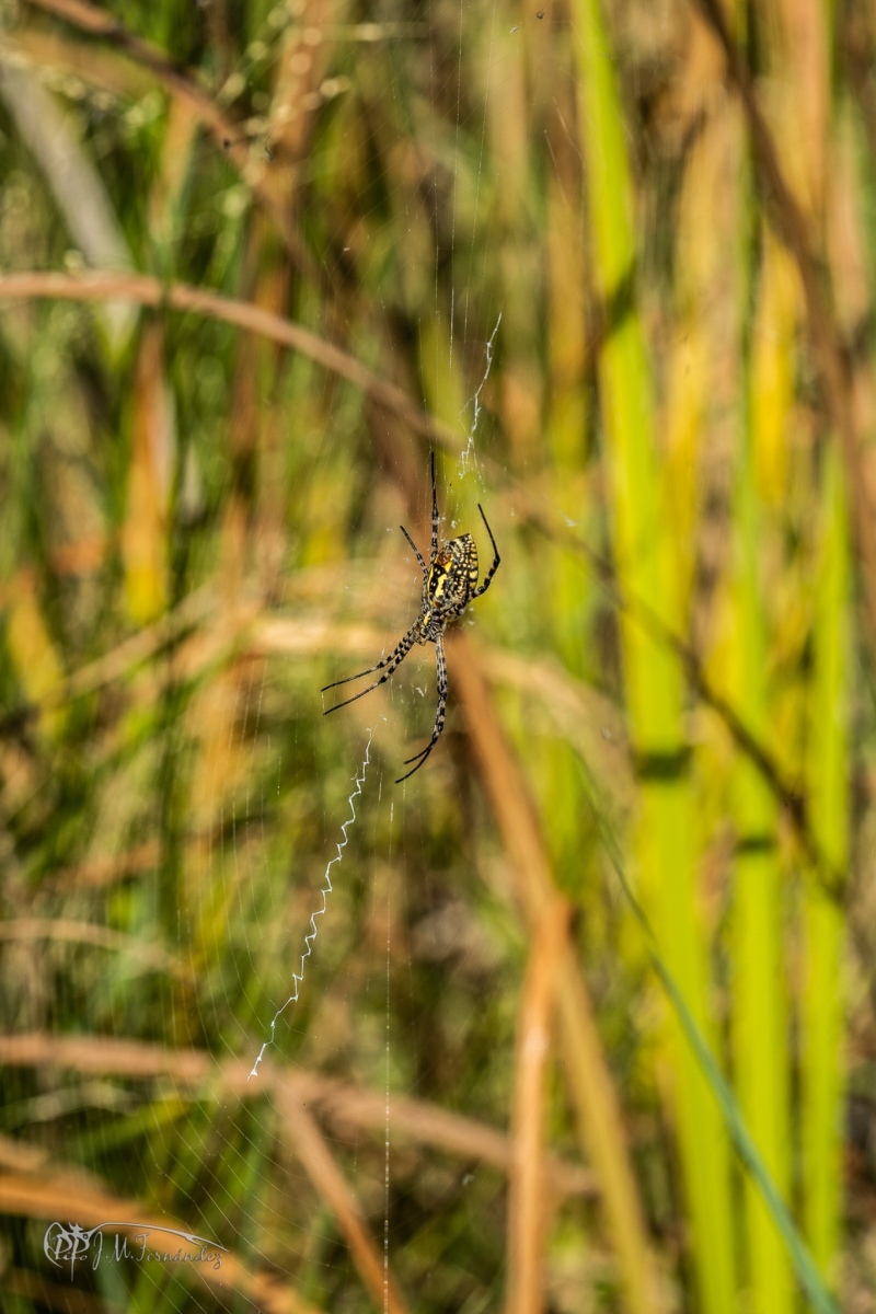 30947219828_9e277cd891_or