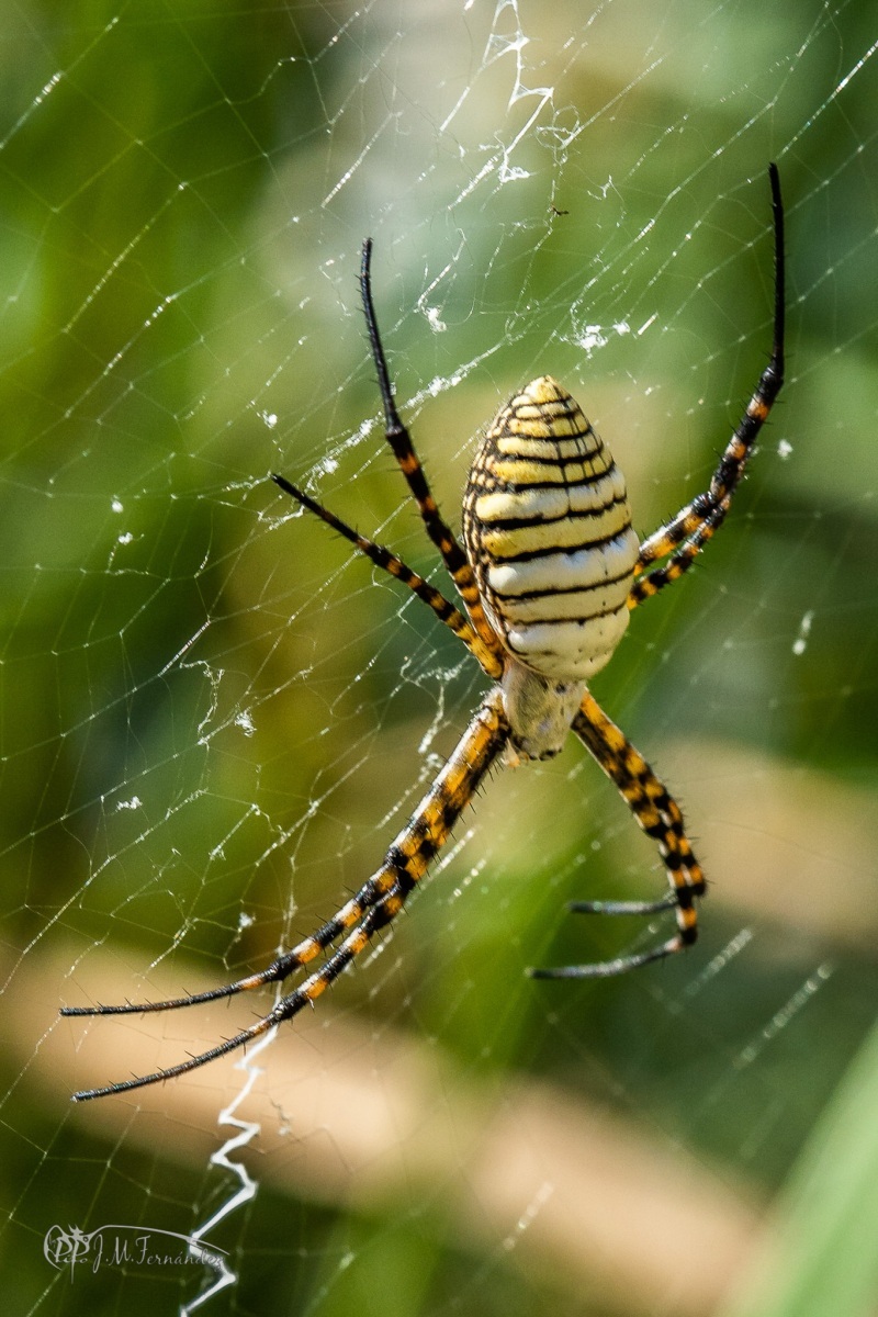 30947219918_9e277cd891_or