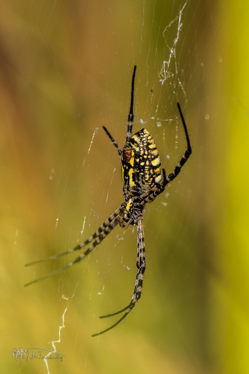 30947220068_1521d5211c_or