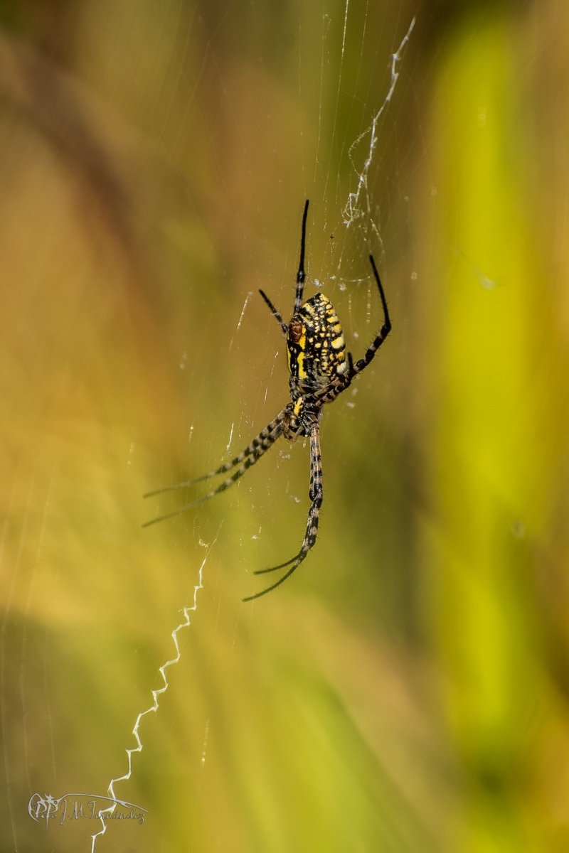 30947220158_b76b44810f_or