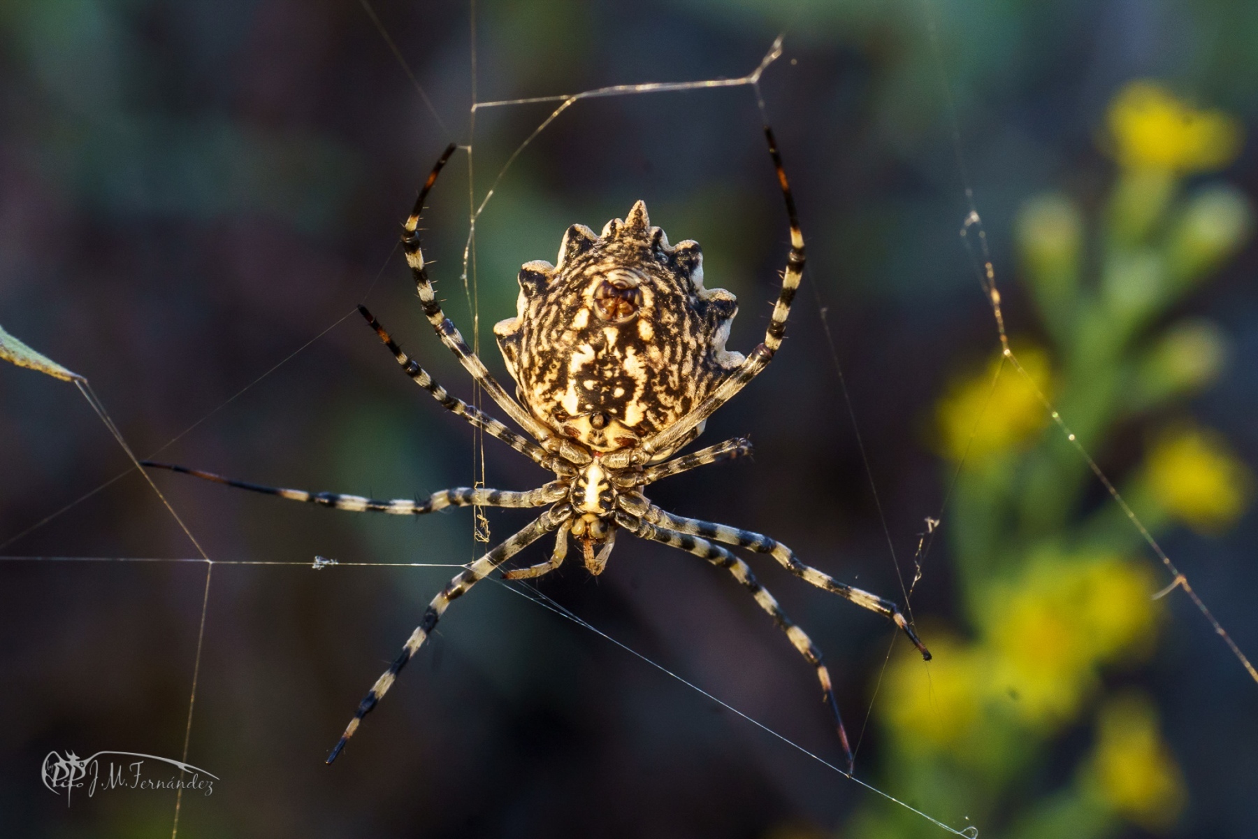 31236887598_282ef6e7f5_or