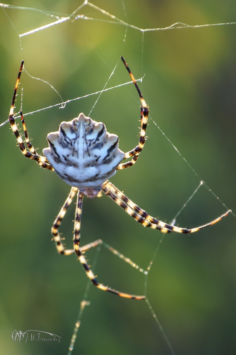 31236887868_b342f8ba74_or