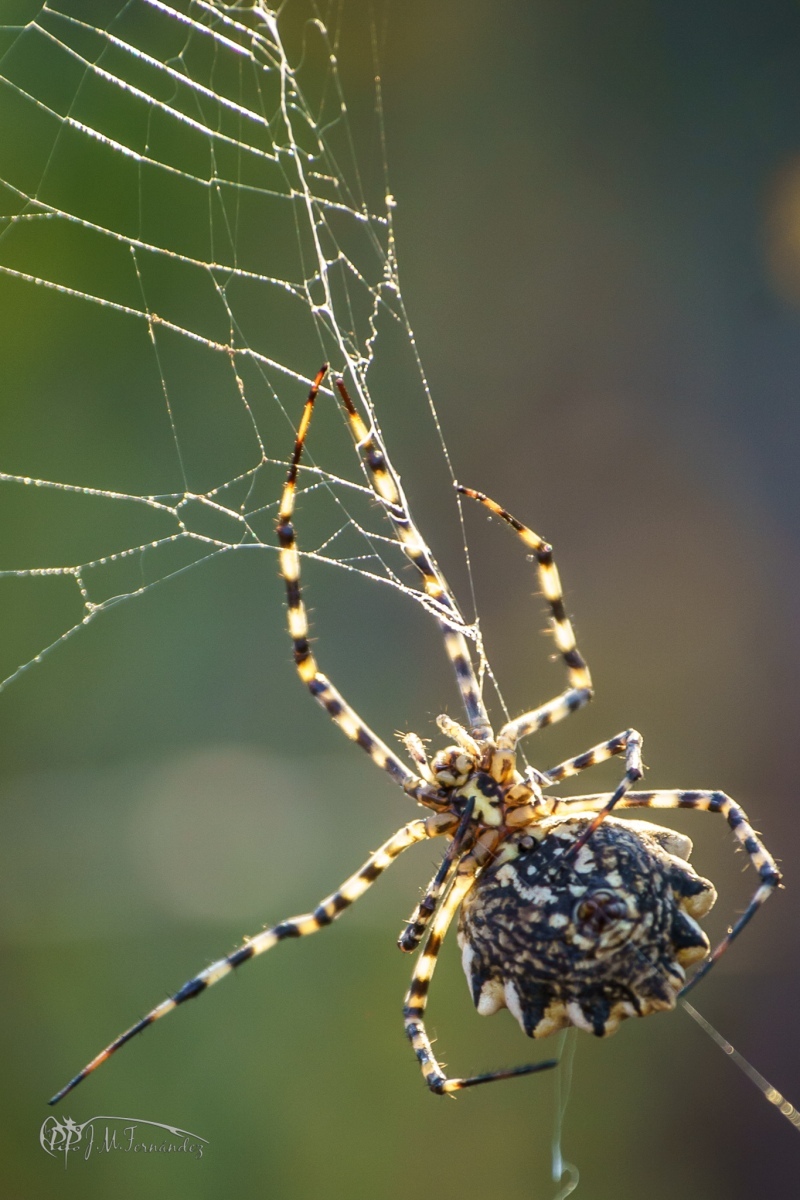 31236887988_dc2a1e845c_or