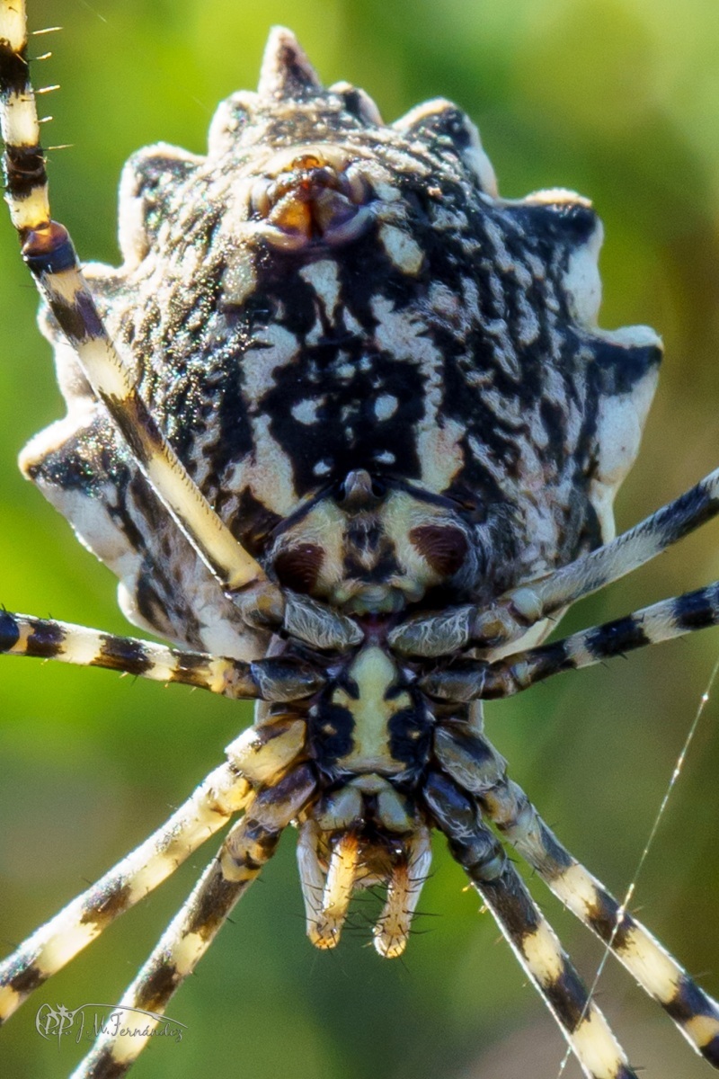 31236888238_4ed99f0211_or