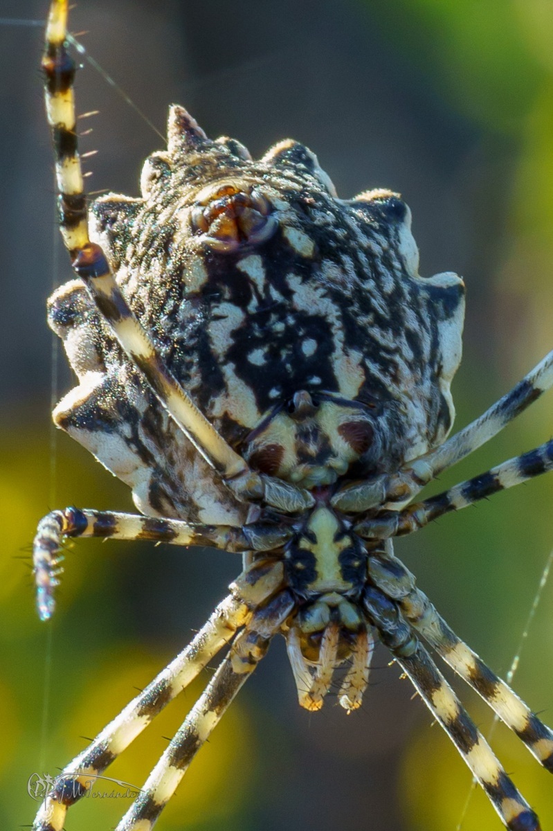 31236888368_9f018ca4e2_or