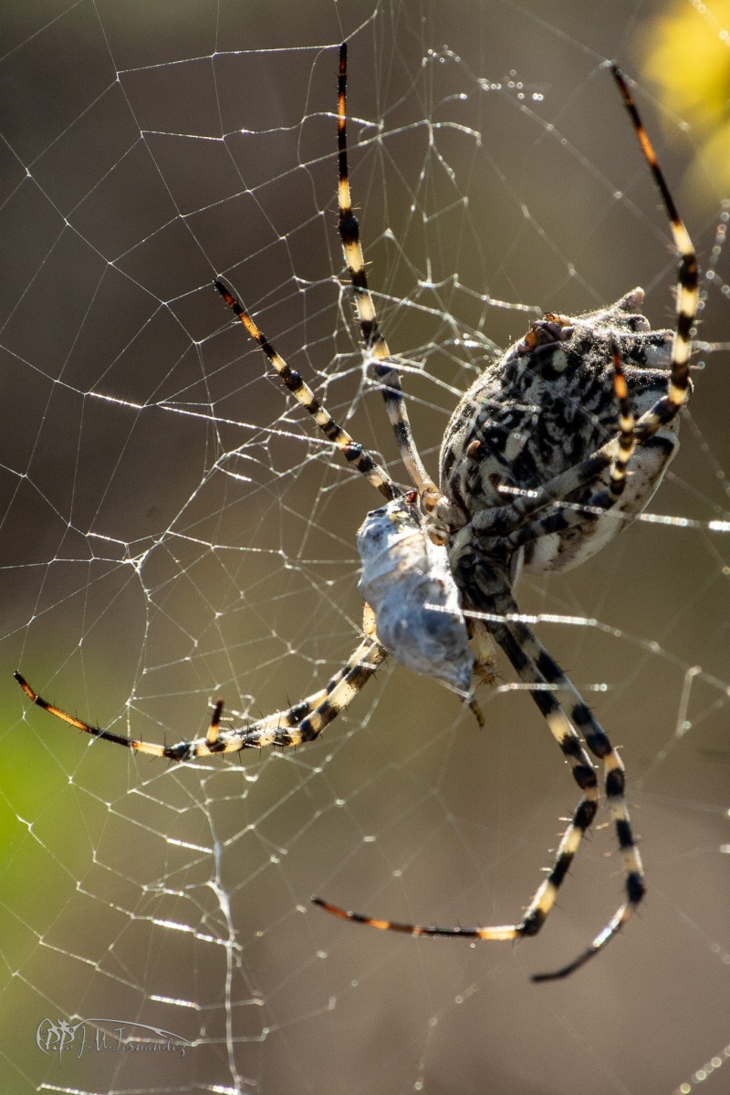 31236889068_80df84c6e6_or