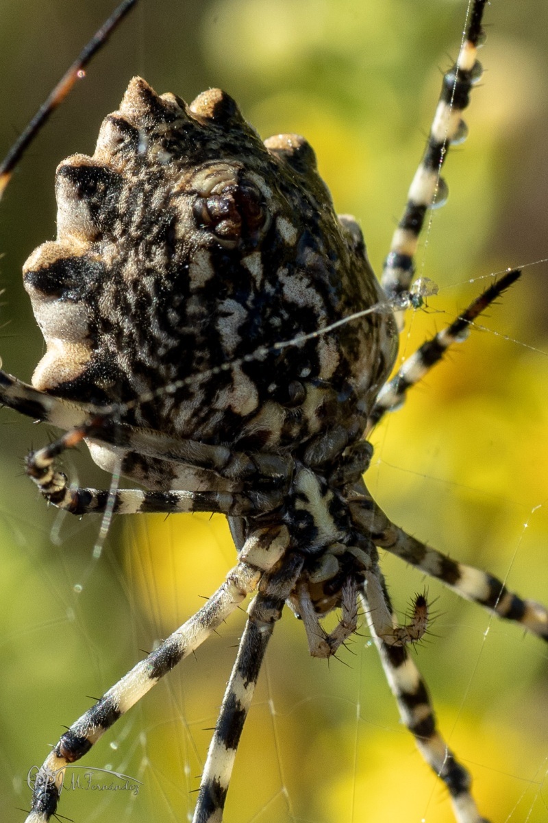 31236889418_7602c6f22f_or