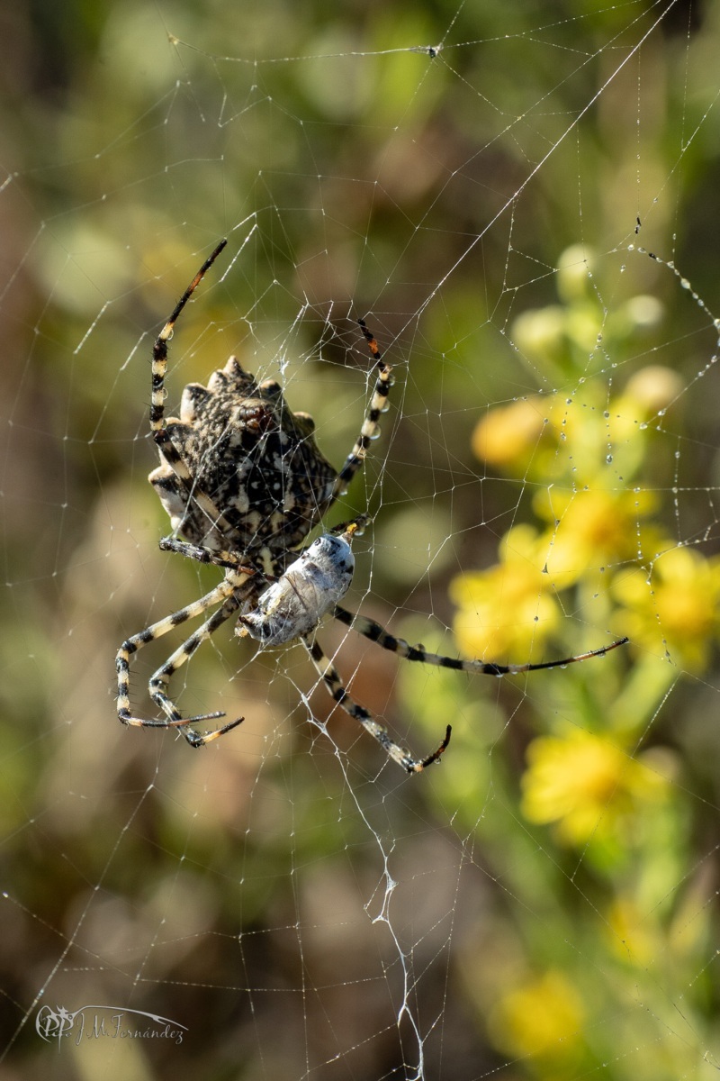 31236889578_312e48e144_or