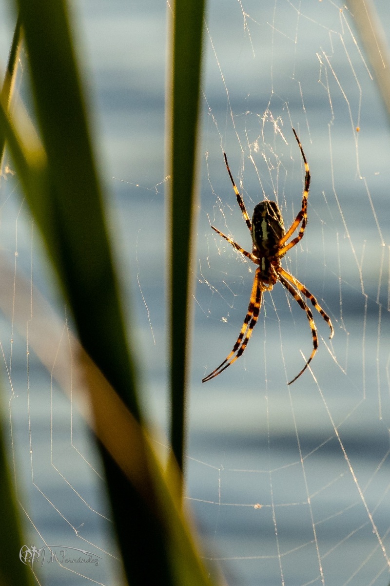 32572288637_b988b42428_or