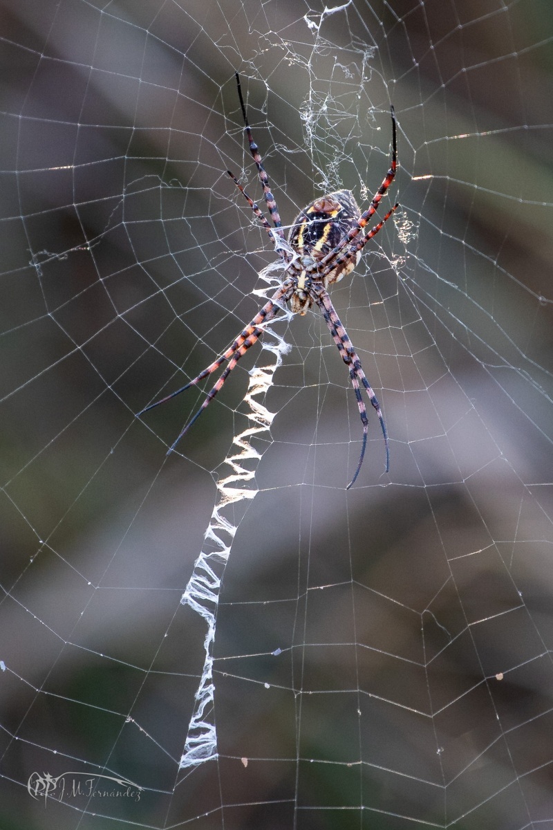 32572288747_2fcddabd49_or