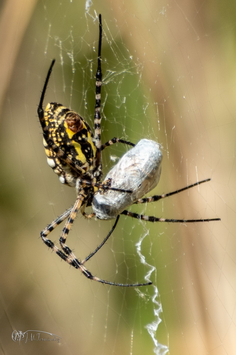 32572288767_29170df73b_or