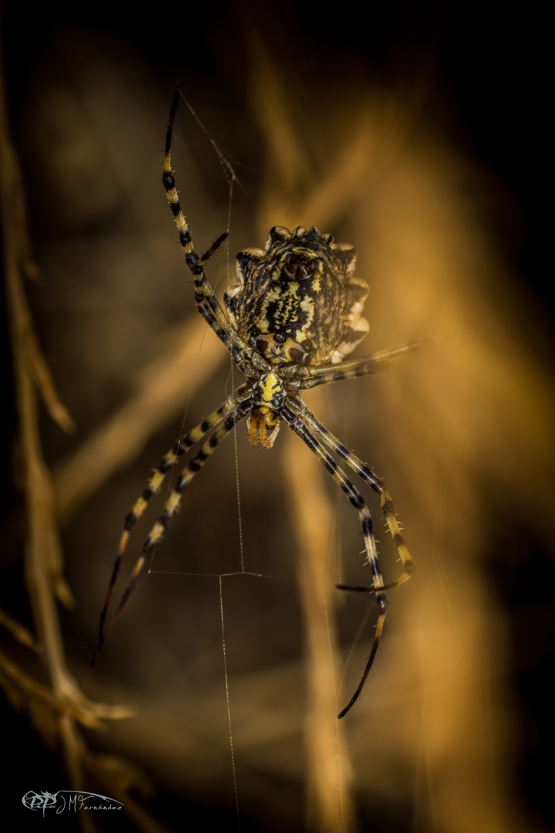 33226659841_8073466c04_or