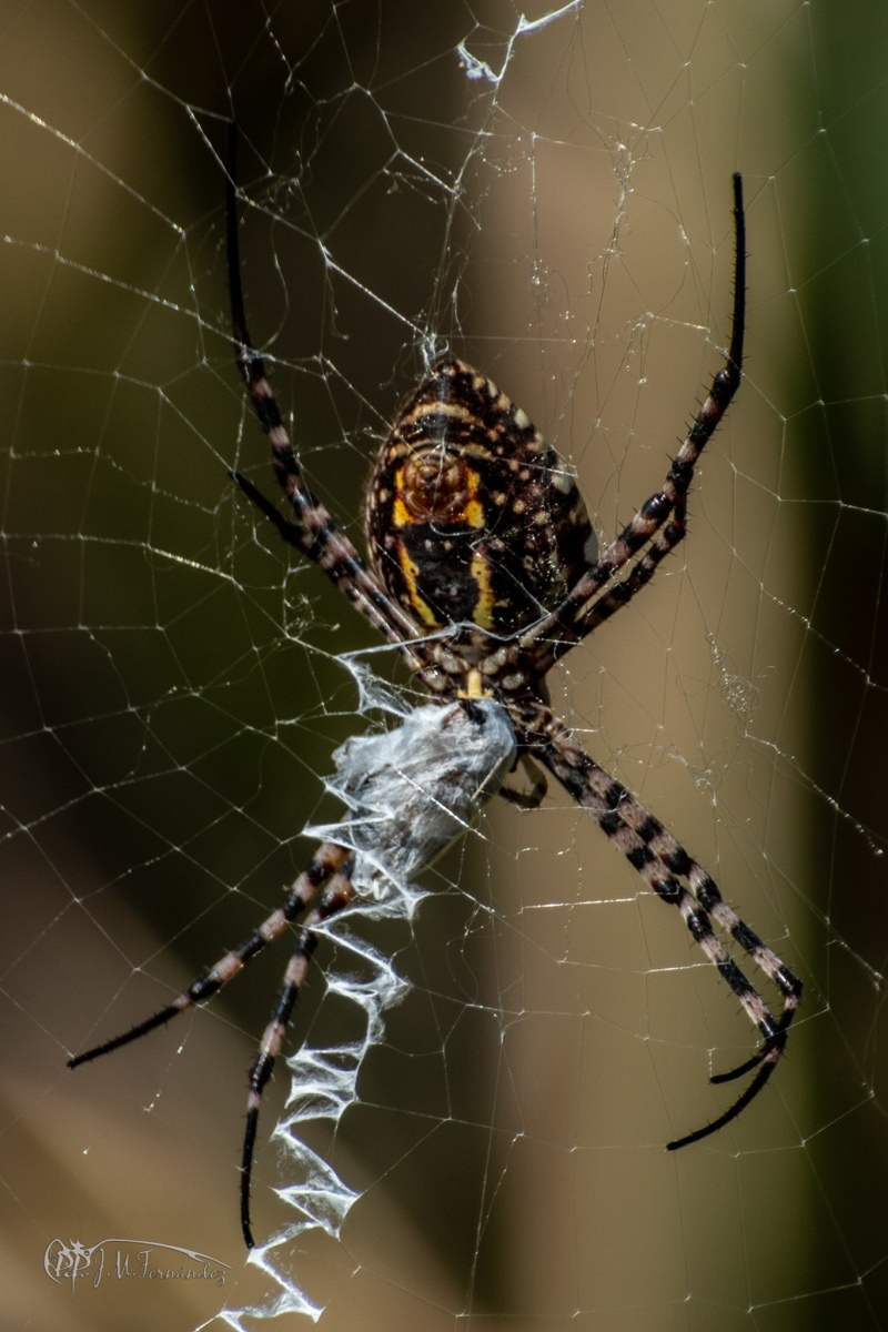 33637812498_90e2ecdb5e_or