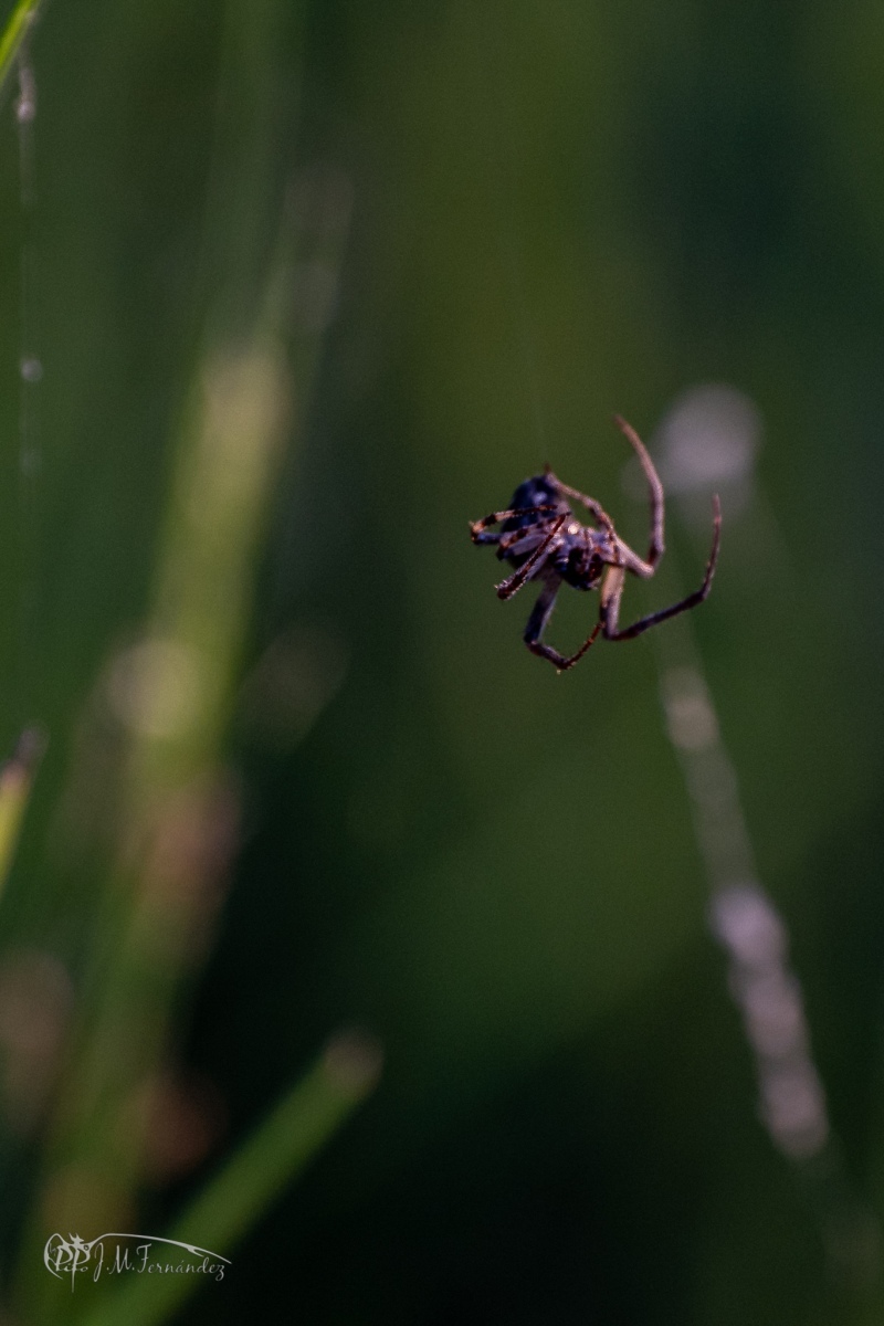 33637812568_682512a899_or