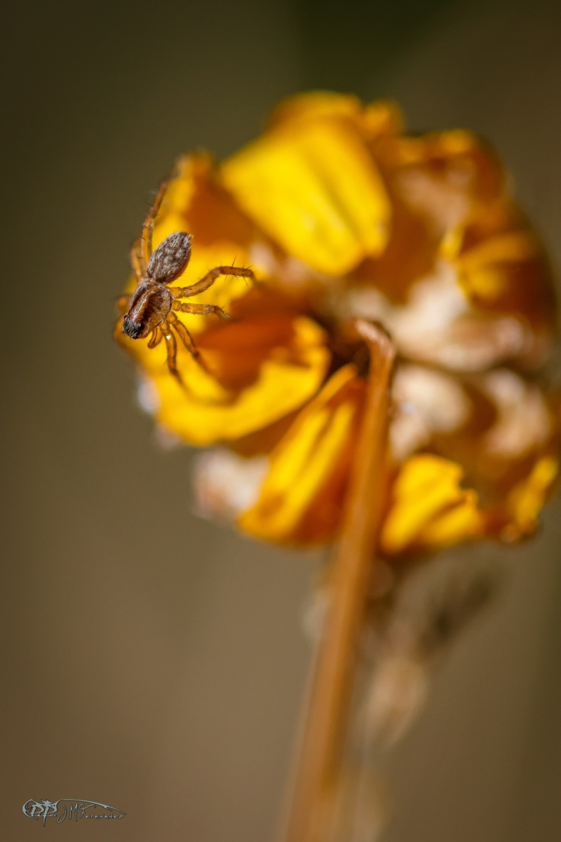 34579163514_4c1b19dccb_or