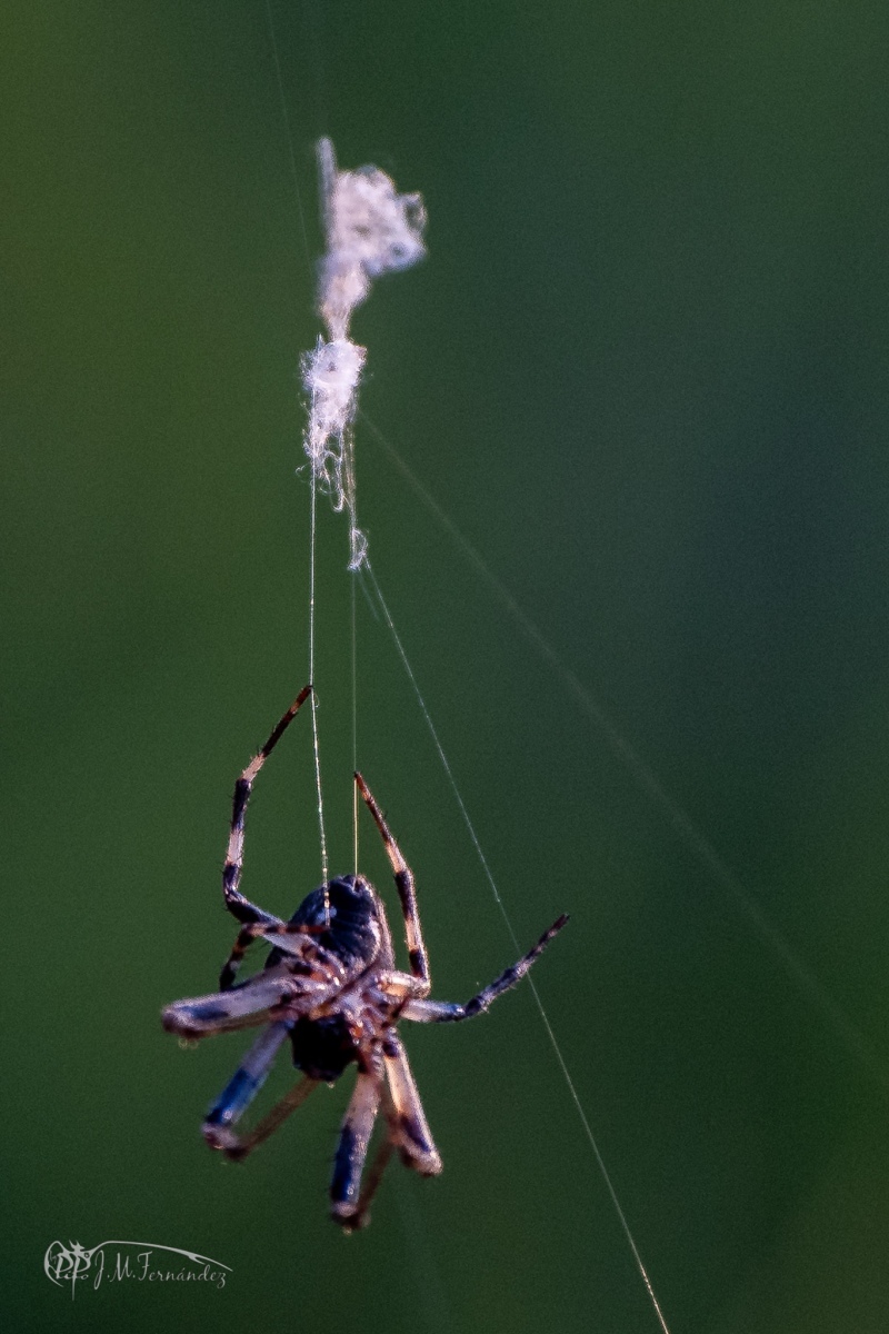 43111615750_daef1c4f70_or