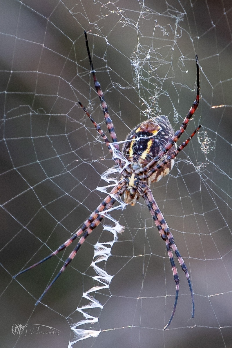 43111616160_ea198cdeec_or