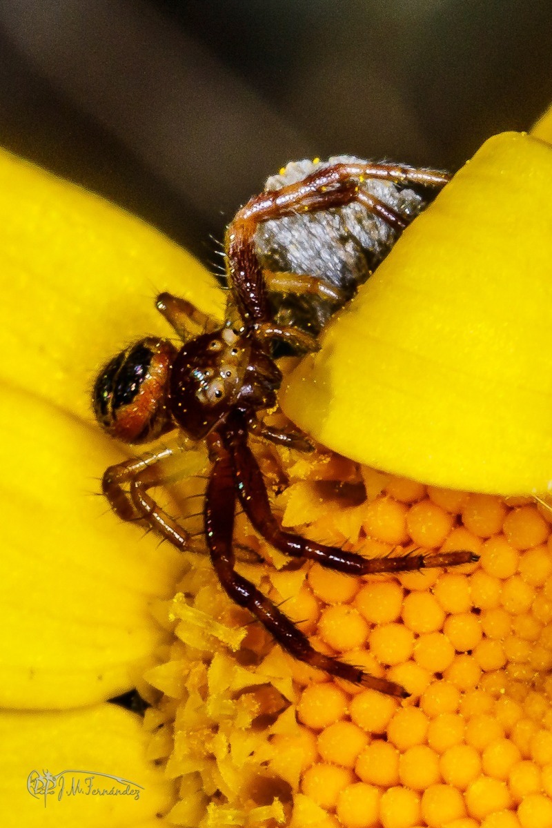 43256083214_55c1333ee7_or