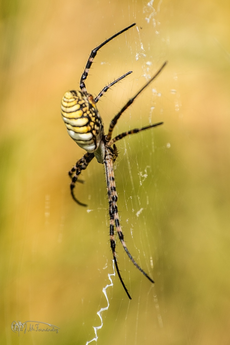 43908431635_84553dd9a3_or