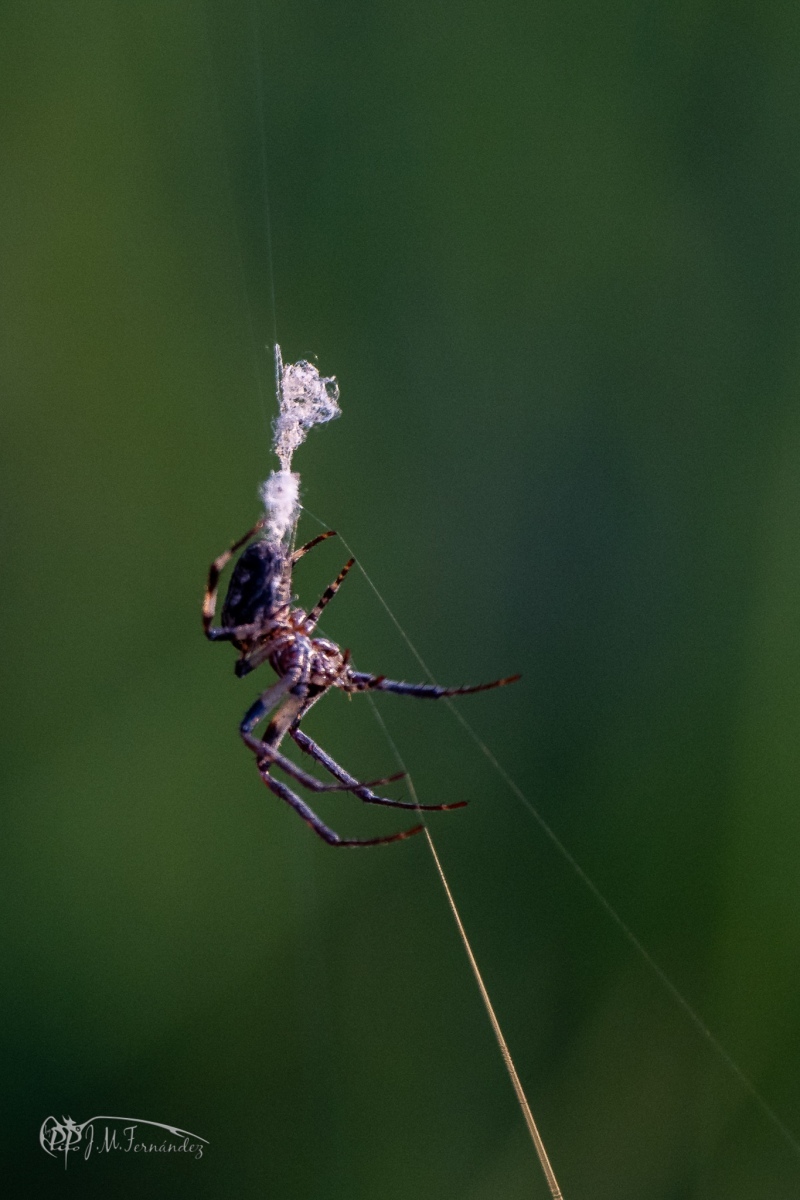 44011225595_37b78d7296_or