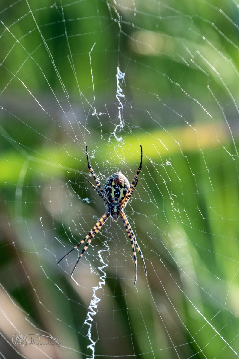 44011226035_42c64d95d1_or