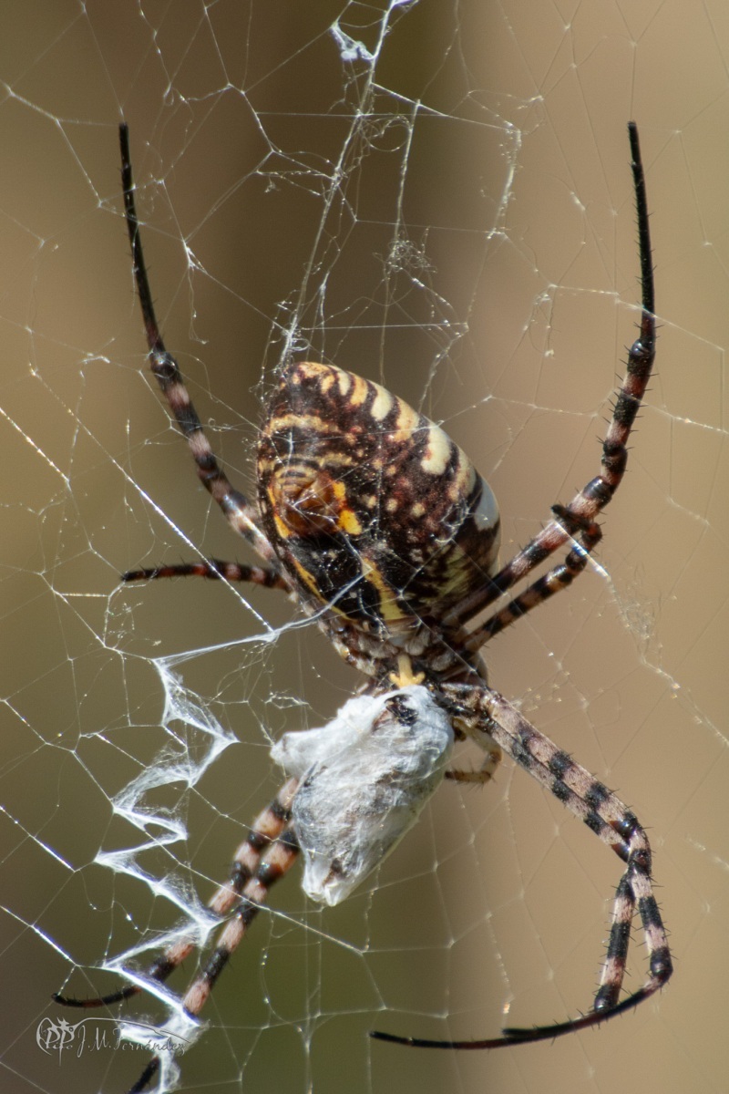 44011226395_a3306b49e6_or