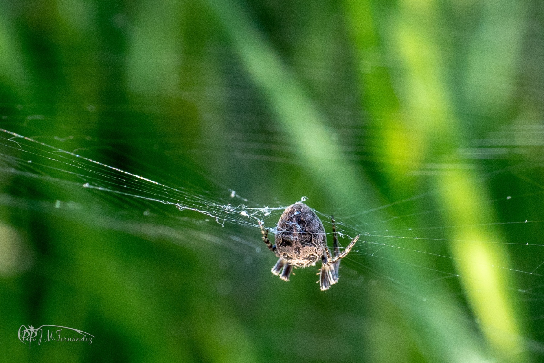 45105743272_04d9d3fc8f_or