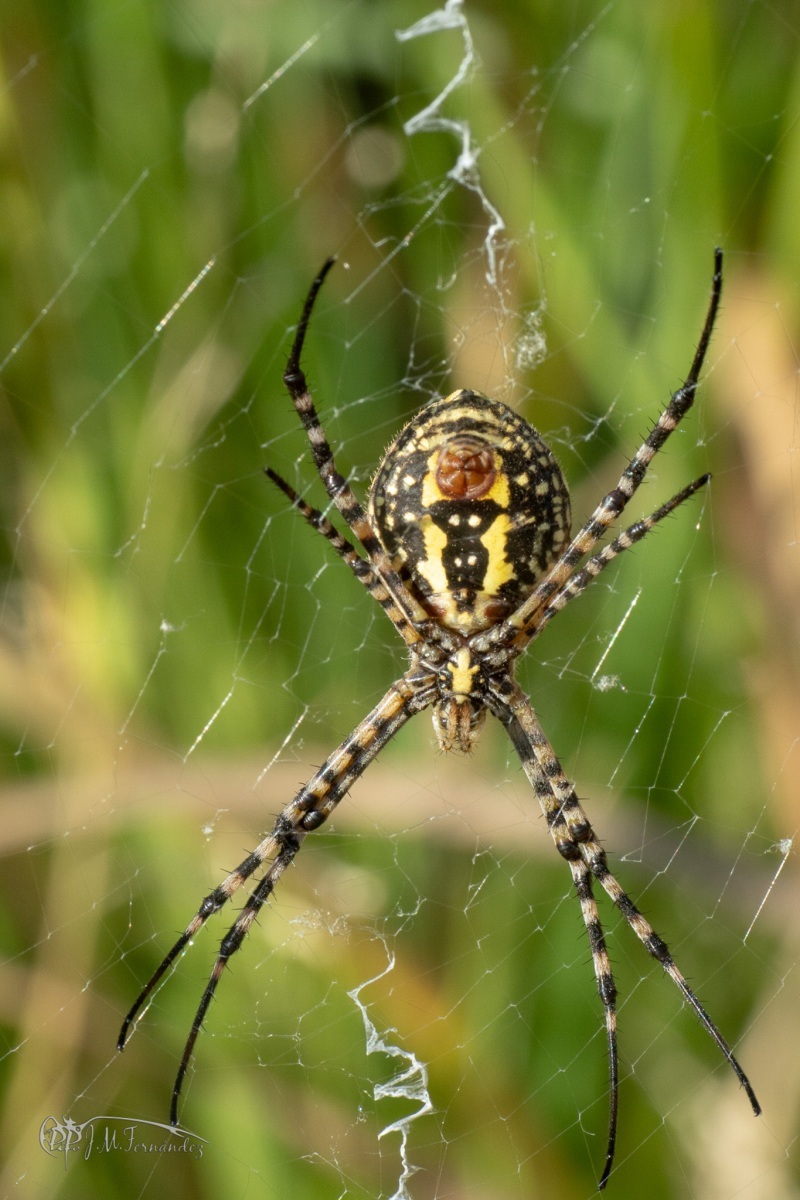 45105743922_45a396e7a3_or