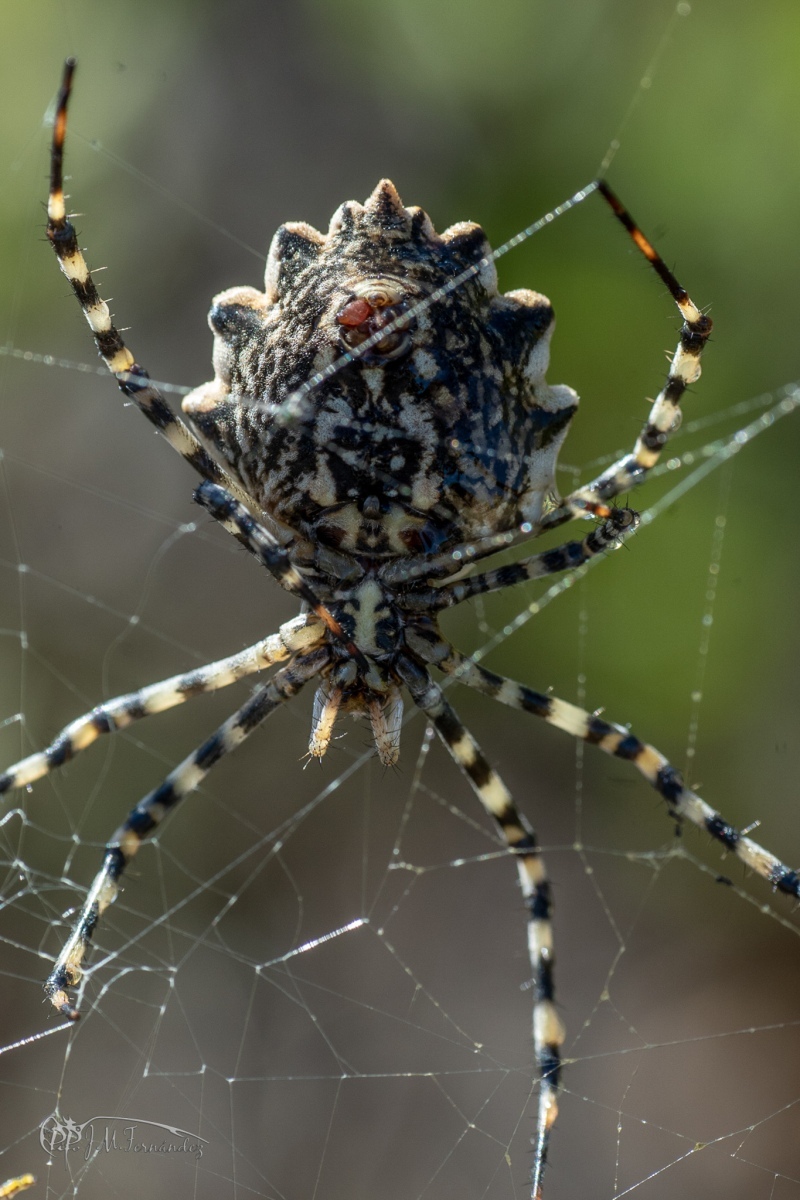 45110654351_c814b6a15f_or