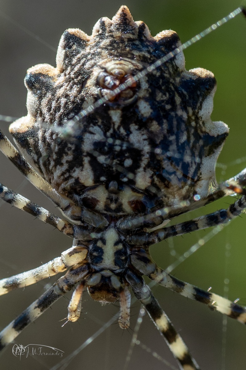 45110654401_dd1fdcdb63_or