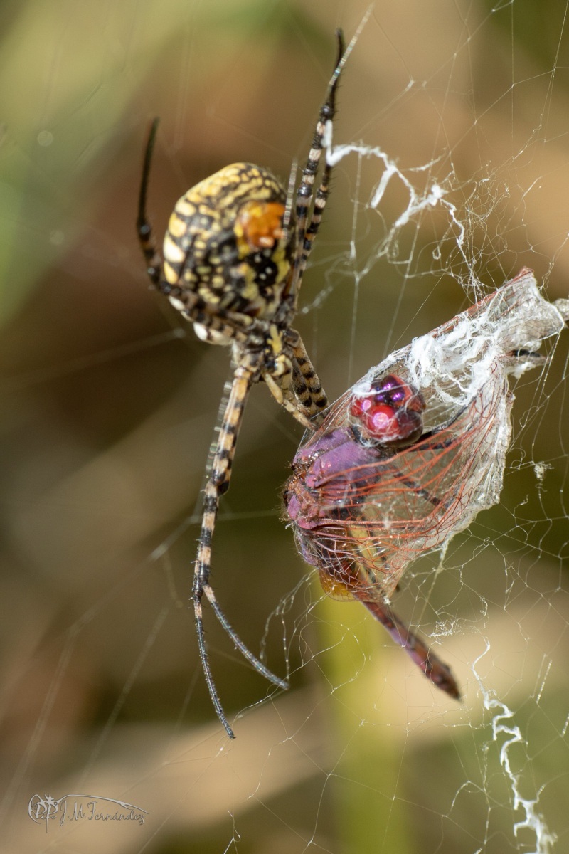 45154440271_02972a49ff_or