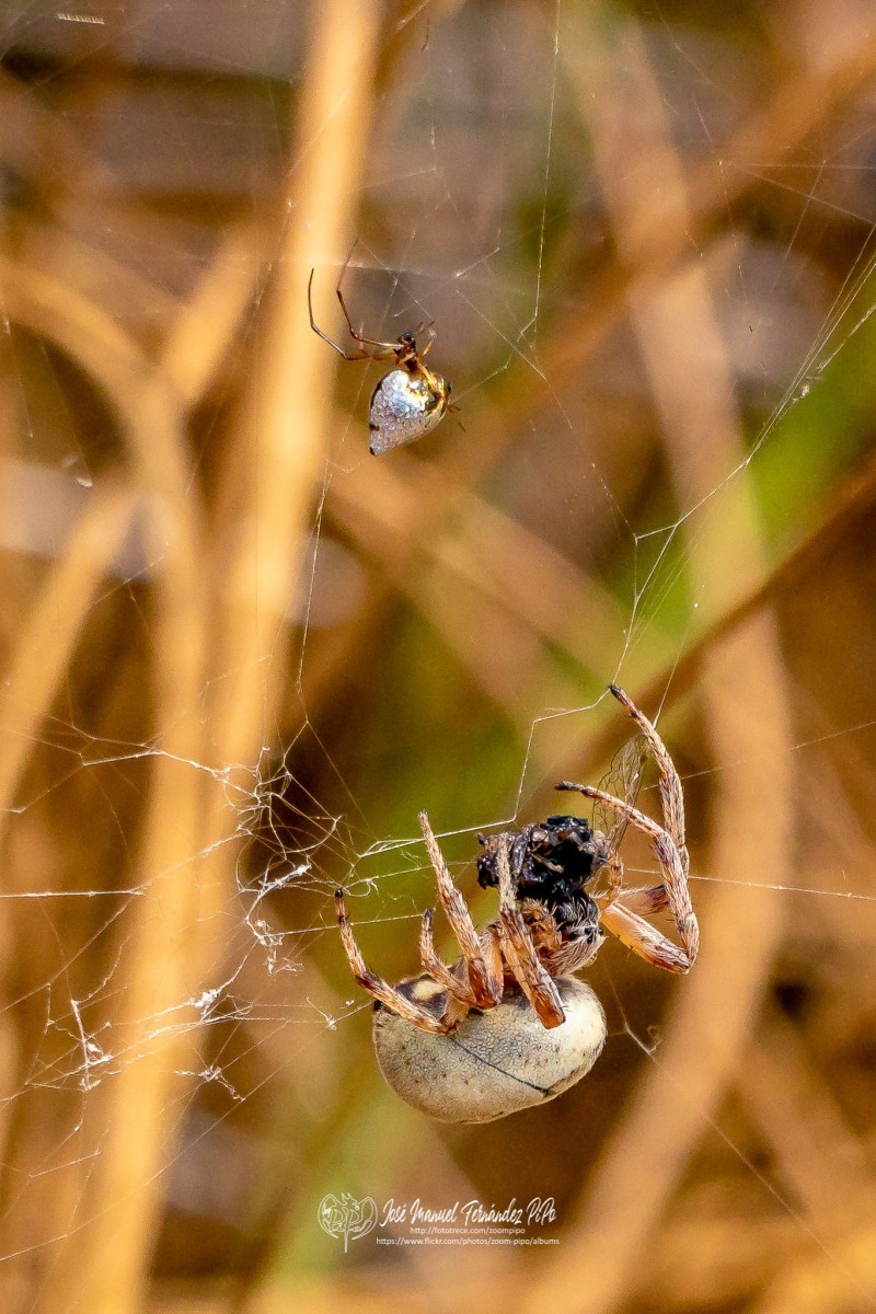 49209724301_f41b363ecc_or