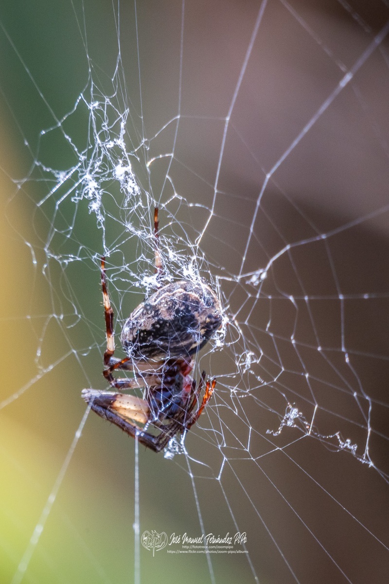 49209946937_e64e1f160e_or