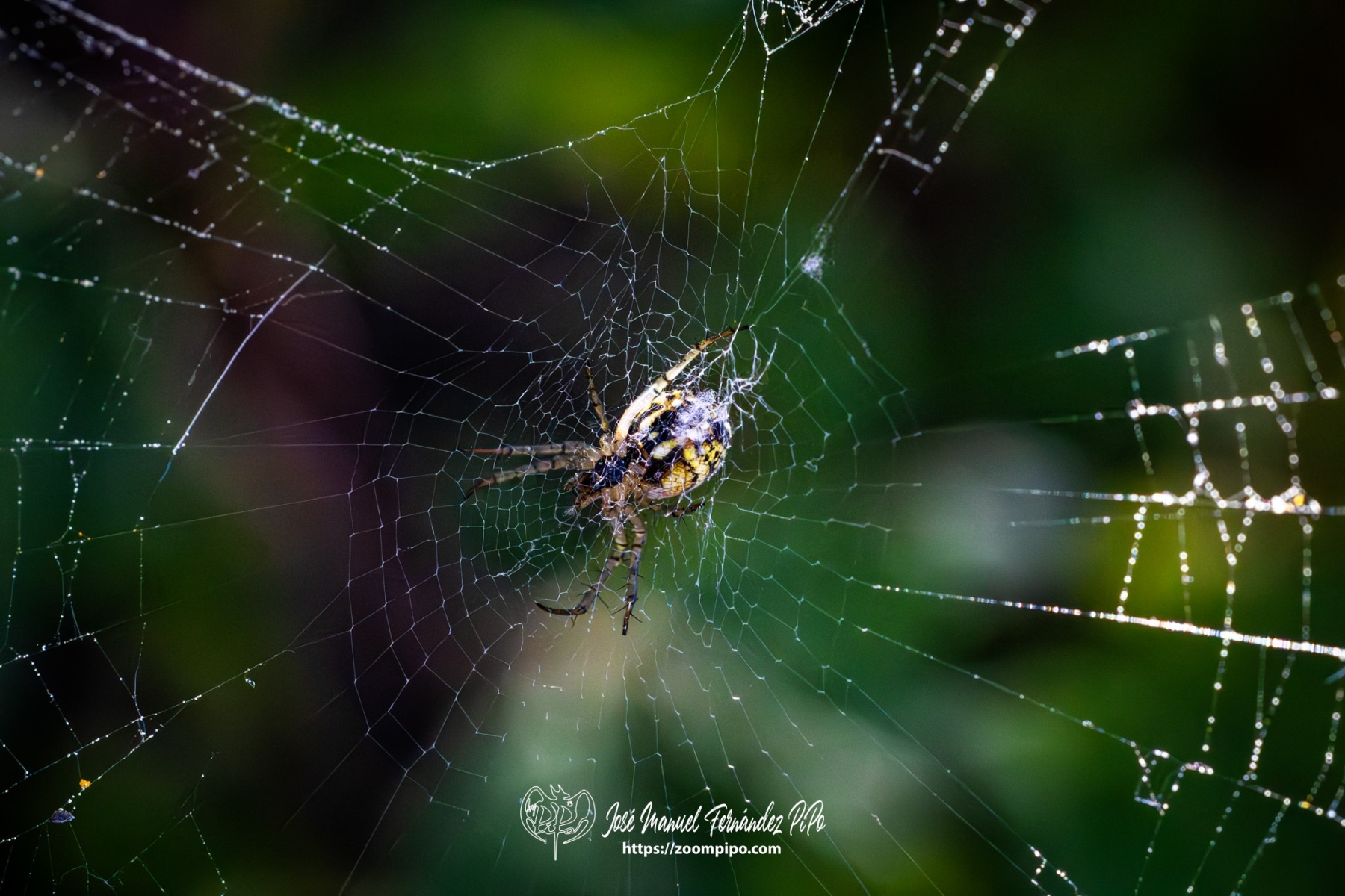 PiPo-0766001-Mejorado-NR-E-E