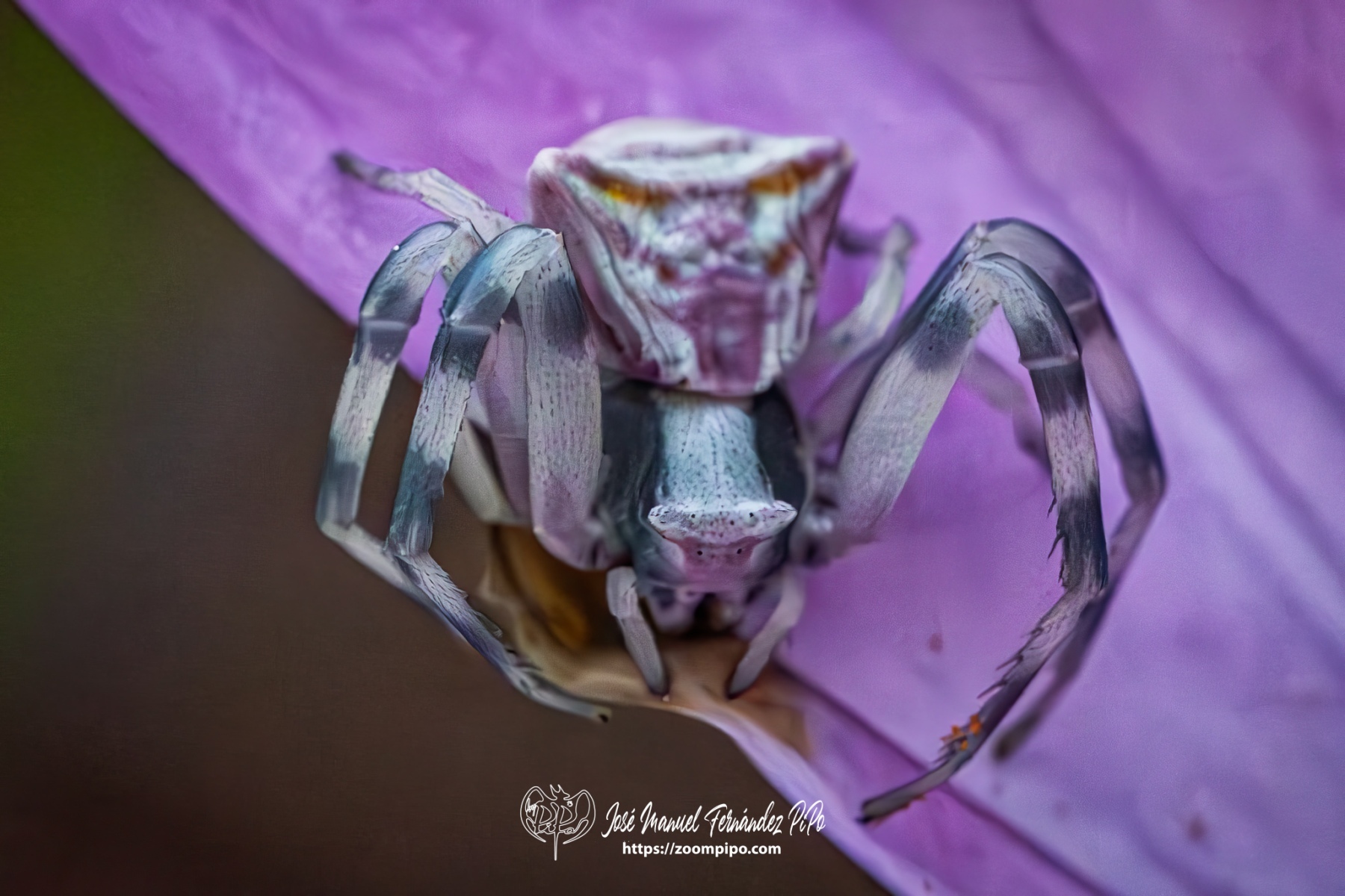 PiPo-0766330-Mejorado-NR-E-E