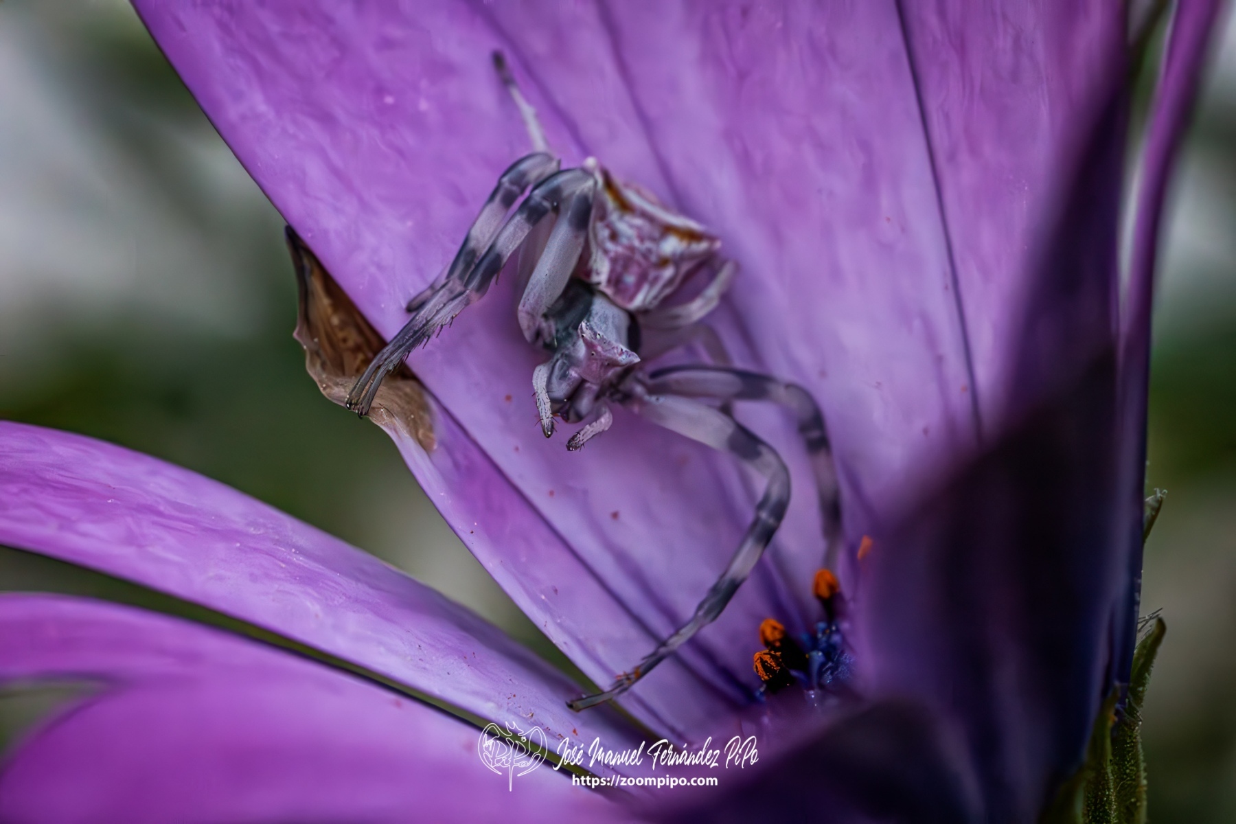 PiPo-0766337-Mejorado-NR-E-E