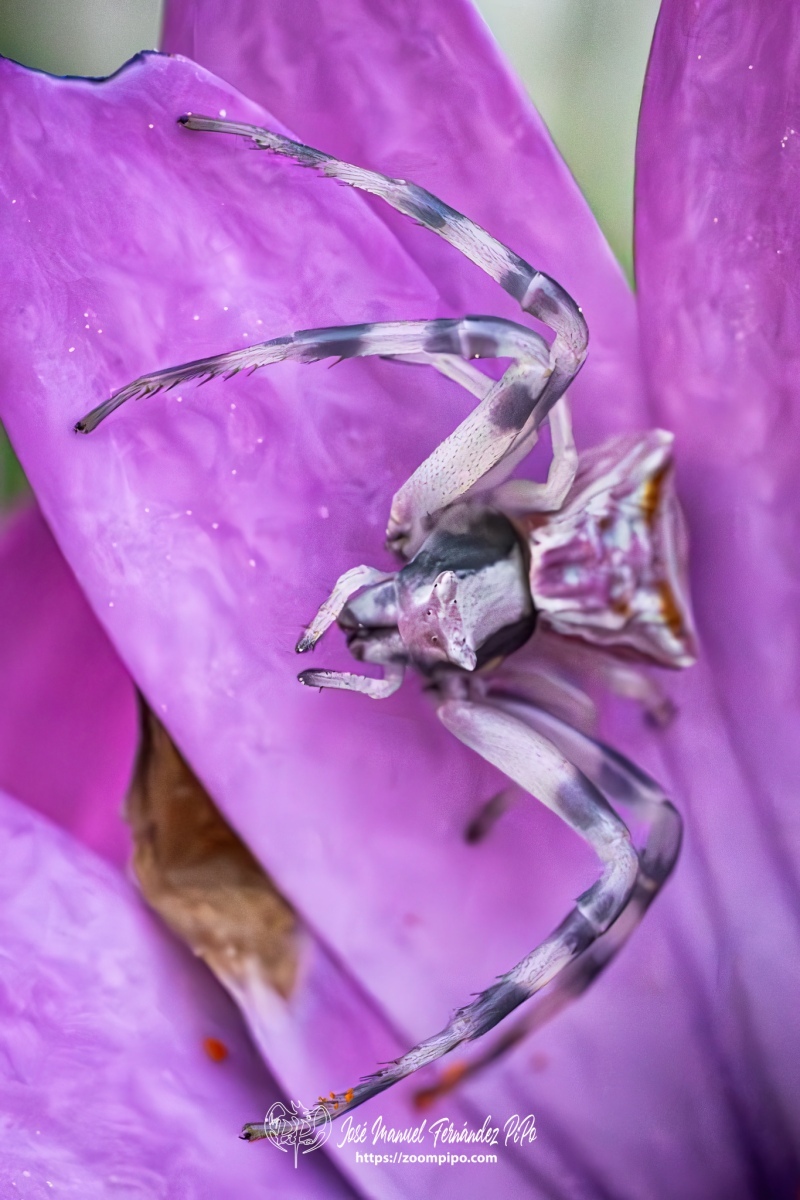 PiPo-0766353-Mejorado-NR-E-E