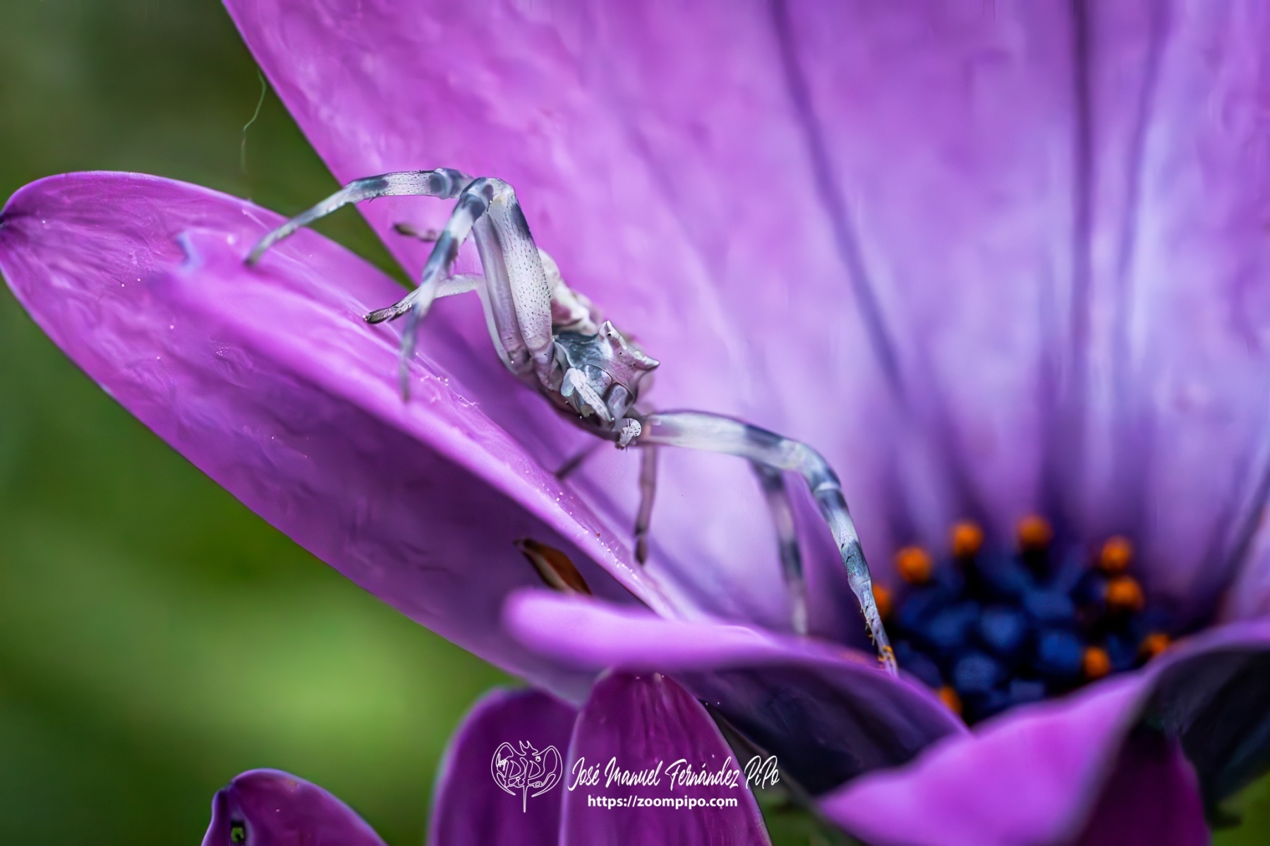 PiPo-0766371-Mejorado-NR-E-E