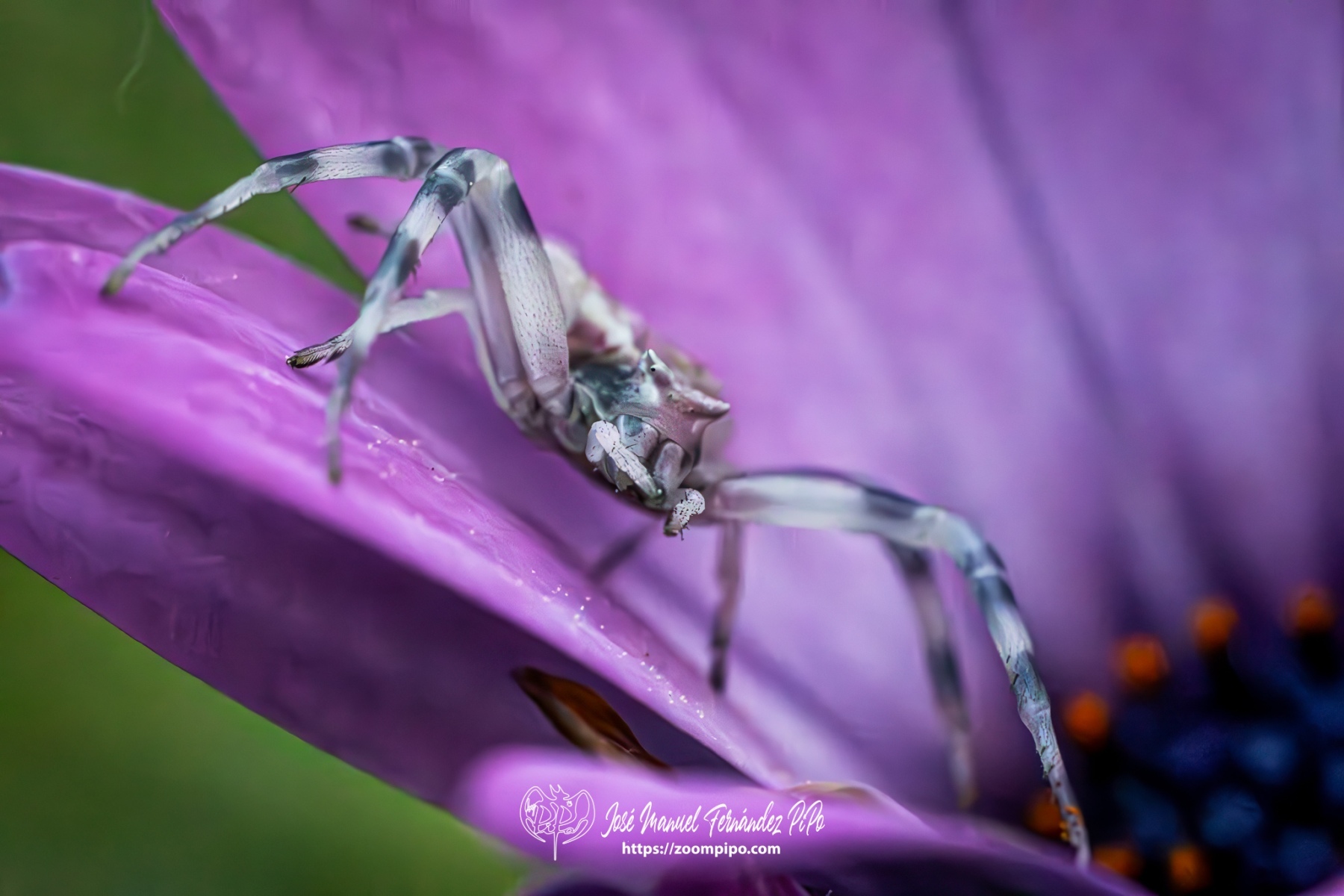 PiPo-0766379-Mejorado-NR-E-E