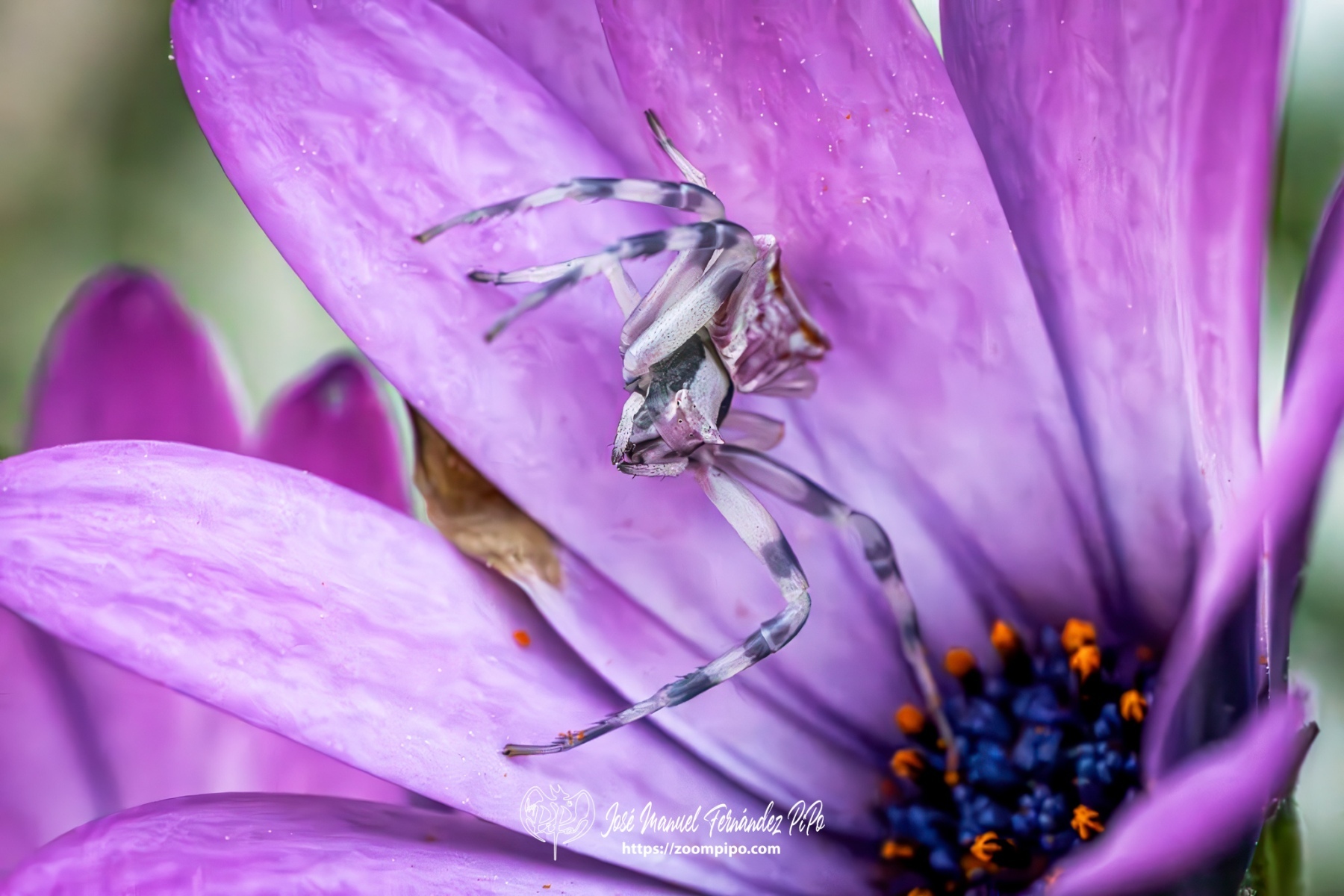 PiPo-0766399-Mejorado-NR-E-E