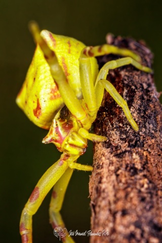 PiPo_650841-E-Erlr