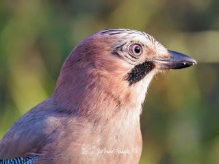 Arrendajo Euroasiático. Garrulus glandarius