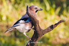 Arrendajo Euroasiático. Garrulus glandarius.