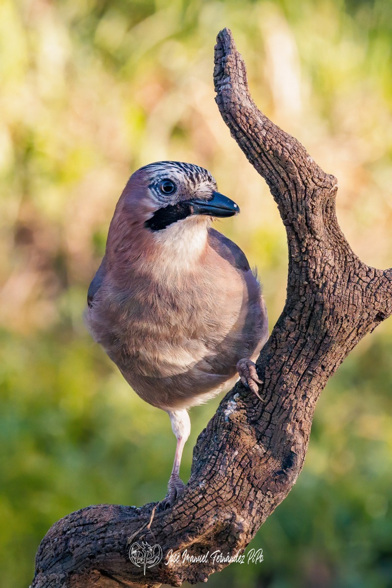 PiPo_501553-Editarrlr